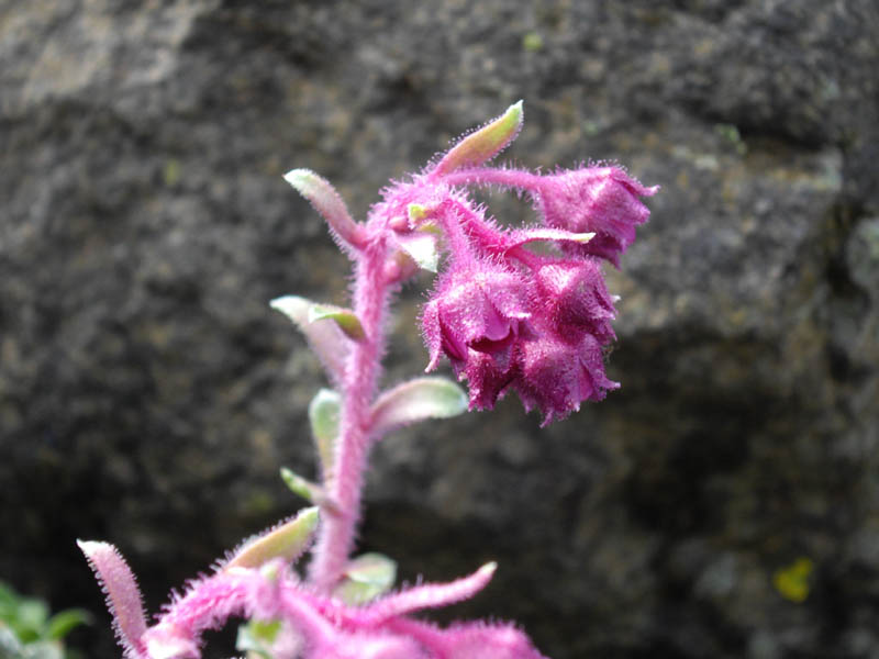 Saxifraga federici-augusti ssp grisebachii 'Wisley' 